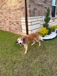 Found/Stray Female Dog last seen Near E 155th Pl S, Bixby, OK 74008