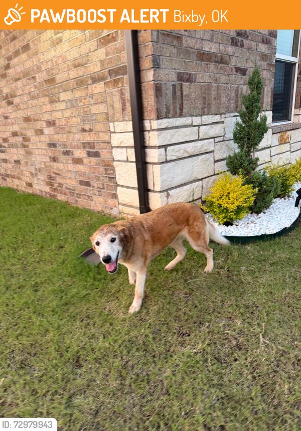 Found/Stray Female Dog last seen Near E 155th Pl S, Bixby, OK 74008