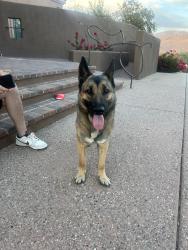 Found/Stray Female Dog last seen freeman and broadway, Tucson, AZ 85748
