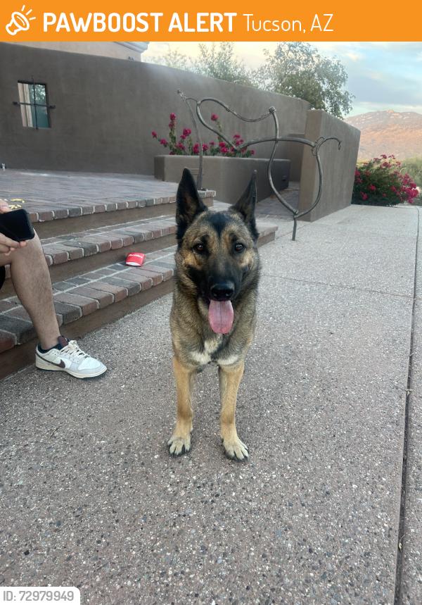 Found/Stray Female Dog last seen freeman and broadway, Tucson, AZ 85748