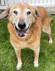Reunited Male Dog last seen West Bountiful City Hall, West Bountiful, UT 84087