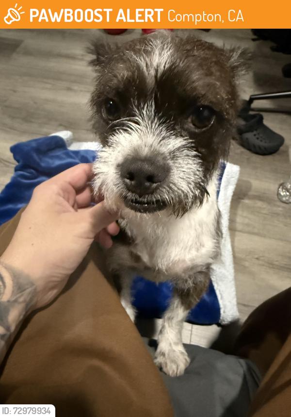 Found/Stray Female Dog last seen Del amo and rancho way, Compton, CA 90220