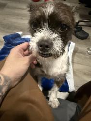 Found/Stray Female Dog last seen Del amo and rancho way, Compton, CA 90220