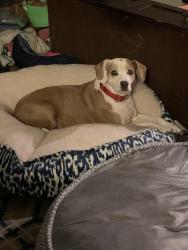 Reunited Female Dog last seen Washington St, San Jose, CA 95112