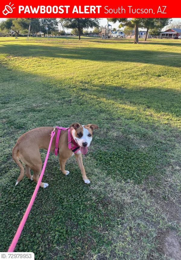 Lost Female Dog last seen 4th ave, South Tucson, AZ 85713