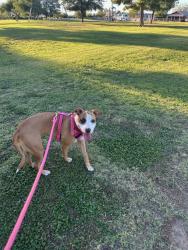 Lost Female Dog last seen 4th ave, South Tucson, AZ 85713