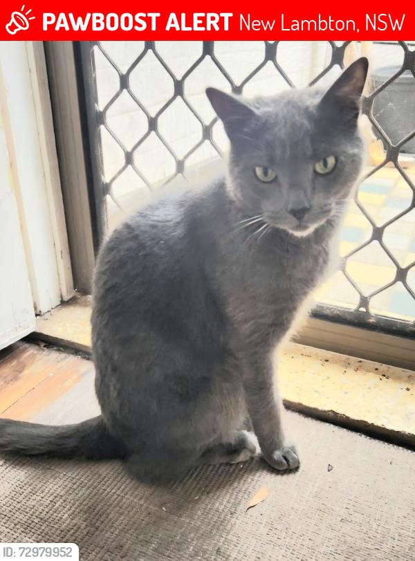 Lost Male Cat last seen Near orchardtown rd new lambton, New Lambton, NSW 2305