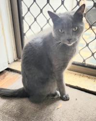 Lost Male Cat last seen Near orchardtown rd new lambton, New Lambton, NSW 2305