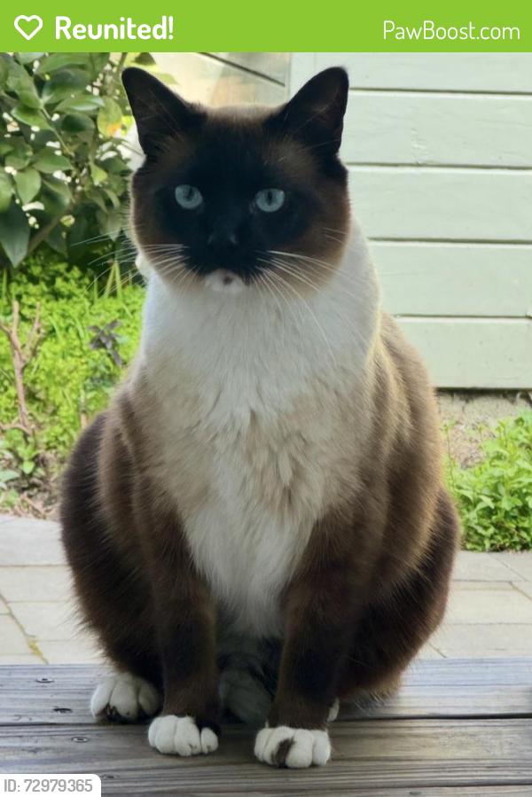 Reunited Male Cat last seen Berkeley and Bay rd, Menlo Park, CA 94025