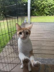 Found/Stray Male Cat last seen Behind Best Western on Canyon Road, Portland, OR 97225