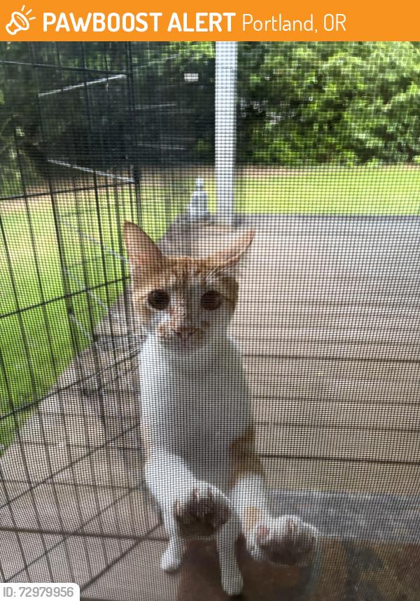 Found/Stray Male Cat last seen Behind Best Western on Canyon Road, Portland, OR 97225