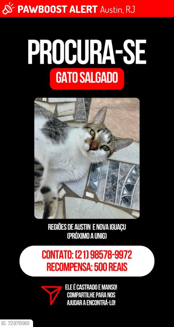 Lost Male Cat last seen Travessa Carlos Sampaio , Austin, RJ 