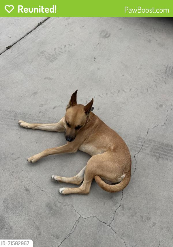 Reunited Male Dog last seen Hesperia Road and Willow, Hesperia, CA 92345