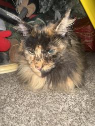 Reunited Unknown Cat last seen Morell park west, Philadelphia, PA 19114