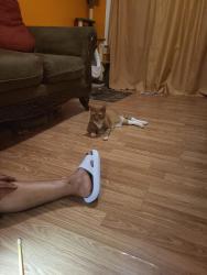 Reunited Male Cat last seen Edgar st and E poplar st, York, PA 17403