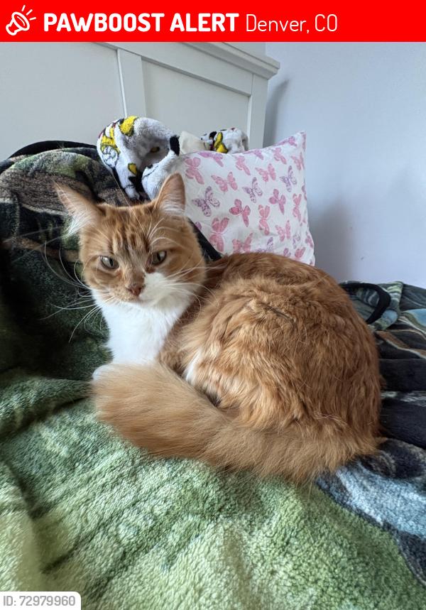 Lost Male Cat last seen Mexico and clay, Denver, CO 80219