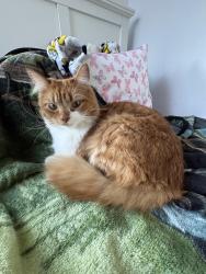 Lost Male Cat last seen Mexico and clay, Denver, CO 80219