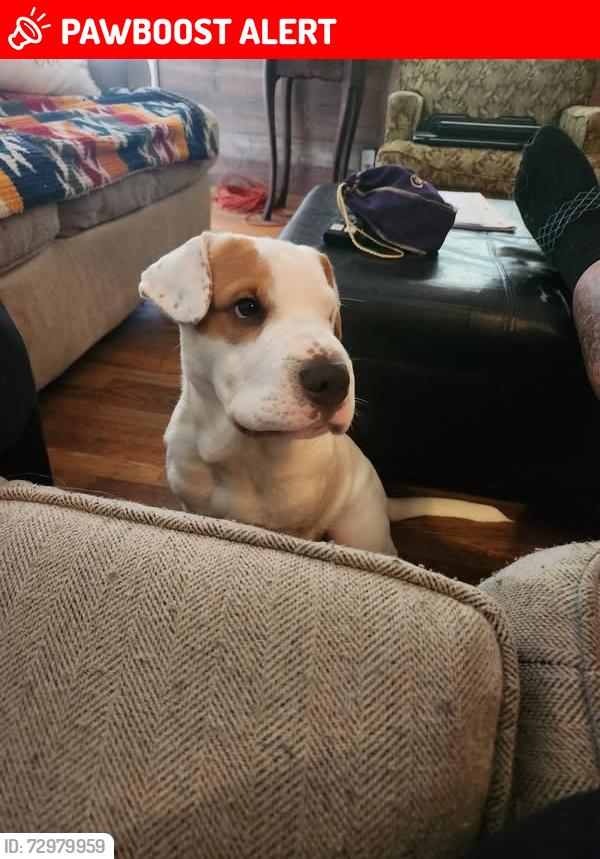 Lost Male Dog last seen Keith Valley, Hopewell rd, Whitfield County, GA 30710