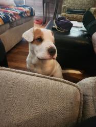 Lost Male Dog last seen Keith Valley, Hopewell rd, Whitfield County, GA 30710