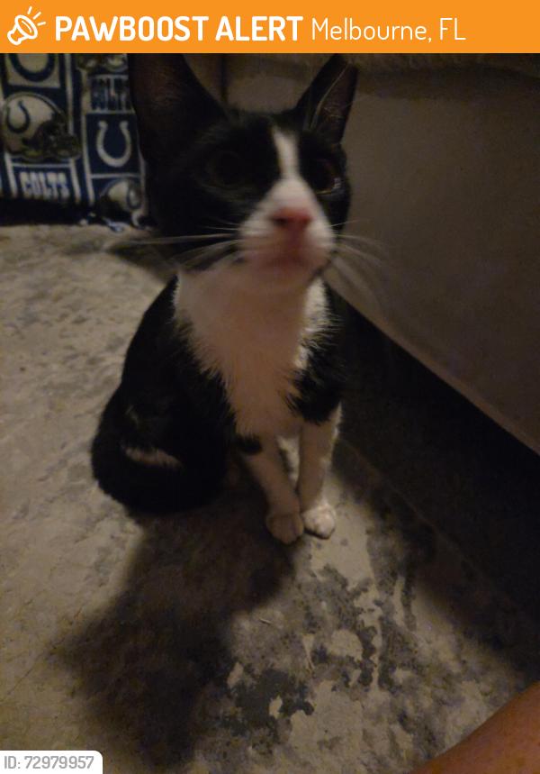 Found/Stray Unknown Cat last seen Lake Washington and wickham, Melbourne, FL 32935