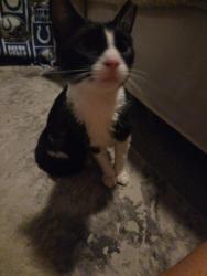 Found/Stray Unknown Cat last seen Lake Washington and wickham, Melbourne, FL 32935