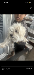 Lost Male Dog last seen Garrow dr , Antioch, CA 94509