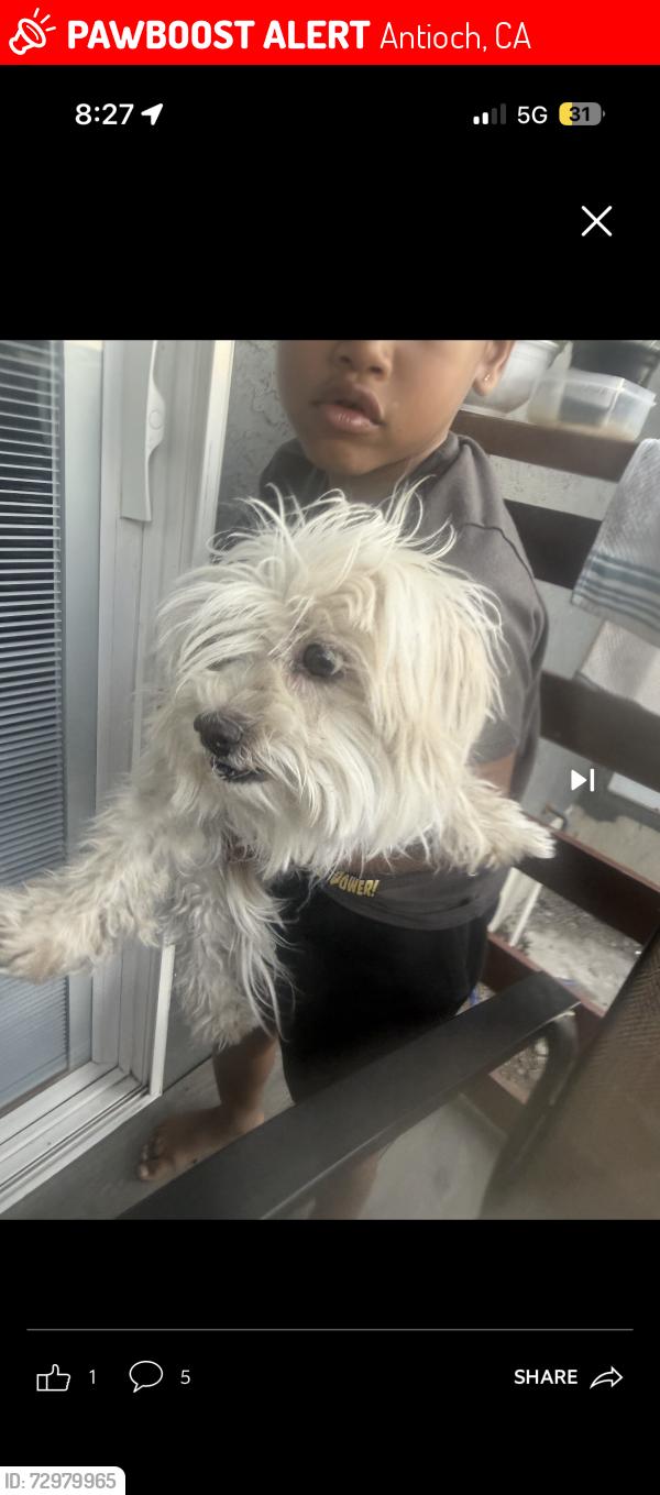 Lost Male Dog last seen Garrow dr , Antioch, CA 94509