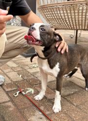 Reunited Male Dog last seen Kingsbury Dr, Hanover Park, Hanover Park, IL 60133