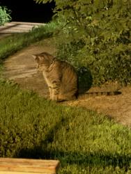 Reunited Unknown Cat last seen Elmwood Ave and Lafayette Ave., Buffalo, NY 14209