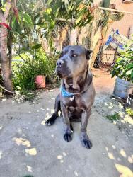Lost Male Dog last seen Pizza Loca, 252 E Martin Luther King Jr Blvd, Los Angeles, CA 90011, Los Angeles, CA 90011