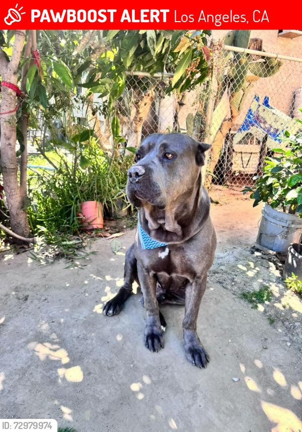 Lost Male Dog last seen Pizza Loca, 252 E Martin Luther King Jr Blvd, Los Angeles, CA 90011, Los Angeles, CA 90011