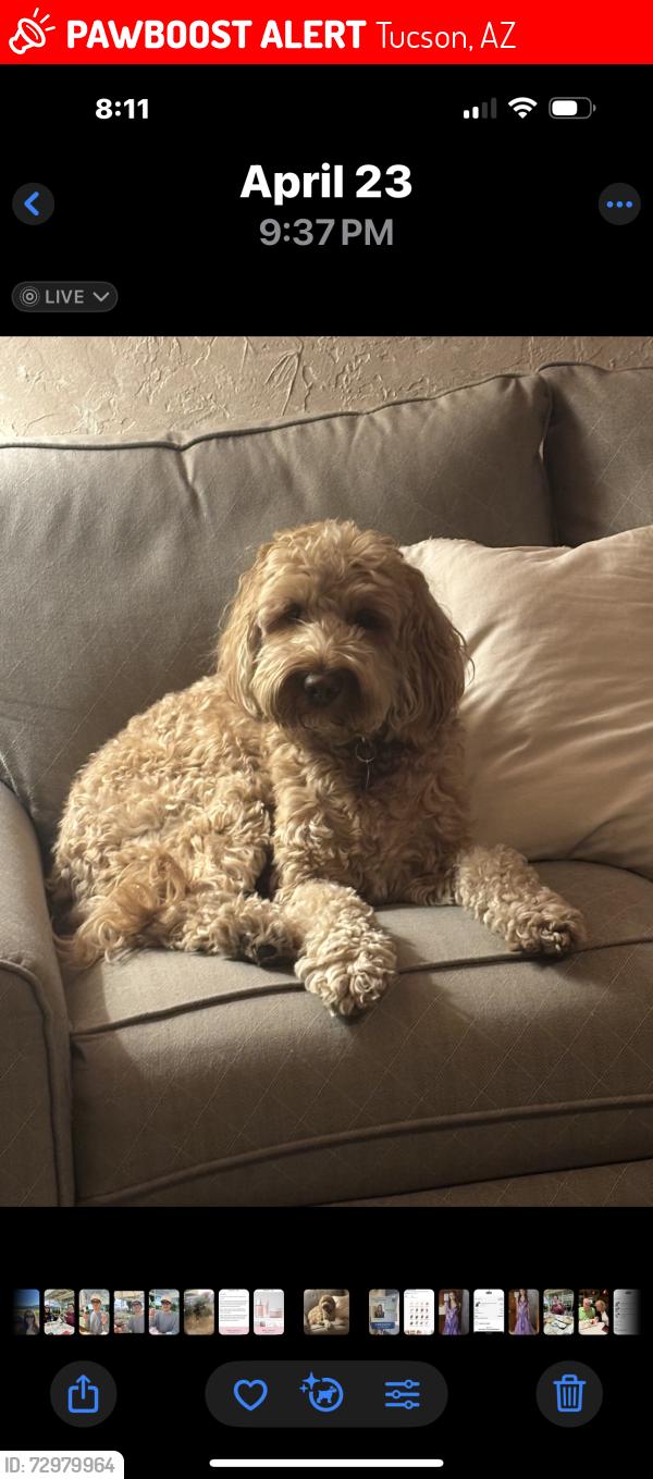 Lost Male Dog last seen Old Spanish Trail and Gollob Road, Tucson, AZ 85710