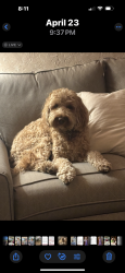 Lost Male Dog last seen Old Spanish Trail and Gollob Road, Tucson, AZ 85710