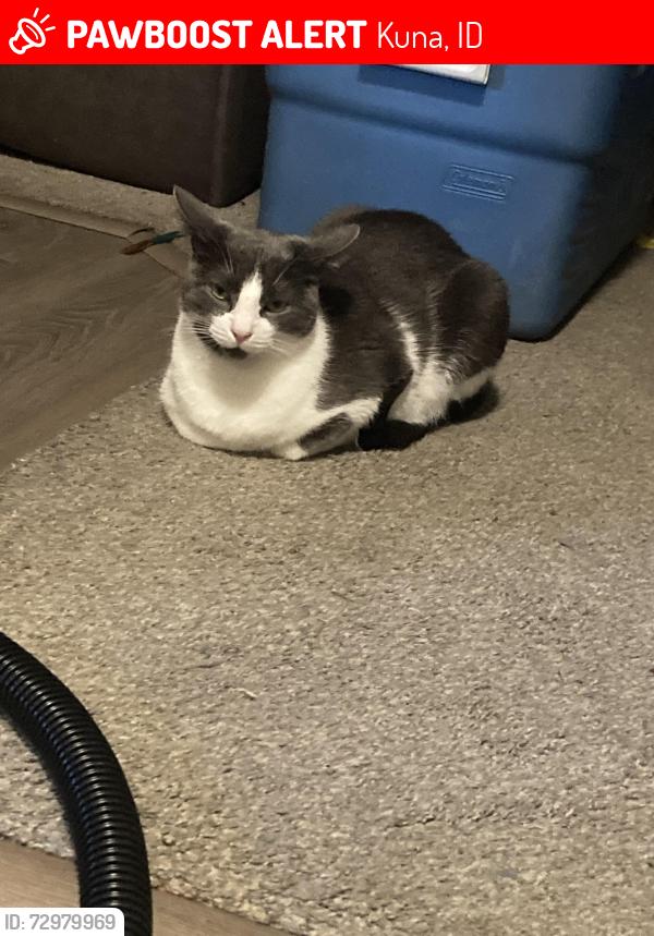 Lost Male Cat last seen Deer flt and linder, Kuna, ID 83634