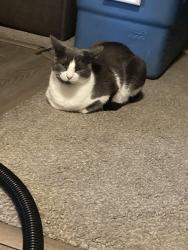 Lost Male Cat last seen Deer flt and linder, Kuna, ID 83634