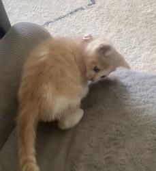 Reunited Female Cat last seen Near N Daisy Ave , Highland Springs, VA 23075