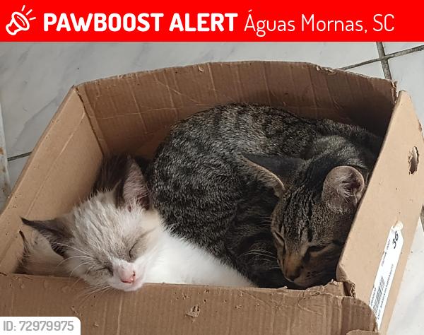 Lost Female Cat last seen Rua, Águas Mornas, SC 