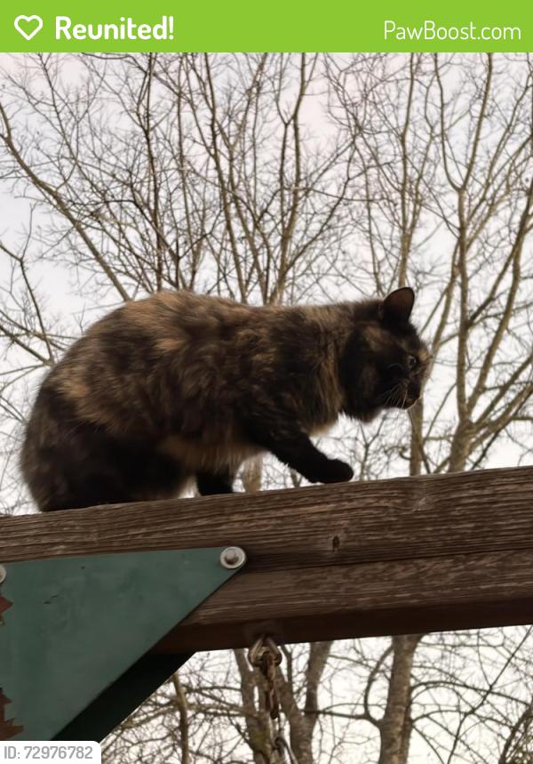 Reunited Female Cat last seen Betty Ln. , Kaufman, TX 75142