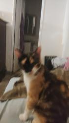 Lost Female Cat last seen E Carson and 15th Street , Las Vegas, NV 89101