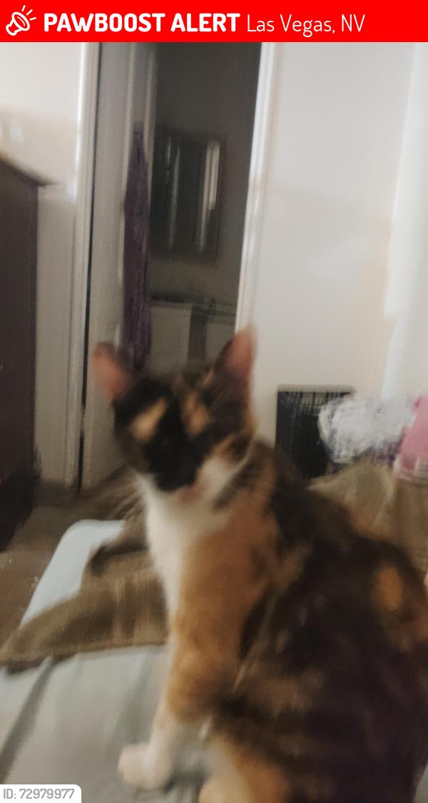 Lost Female Cat last seen E Carson and 15th Street , Las Vegas, NV 89101