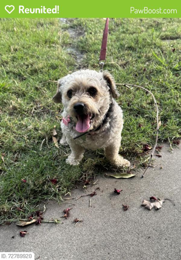 Reunited Male Dog last seen Scenic/Rose, Modesto, CA 95355