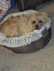 Lost Female Dog last seen Near west, Summerfield, NC 27358