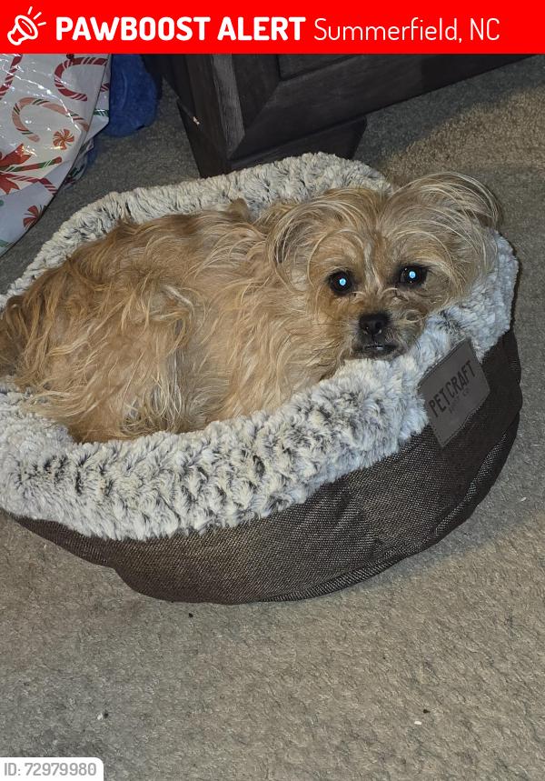 Lost Female Dog last seen Near west, Summerfield, NC 27358