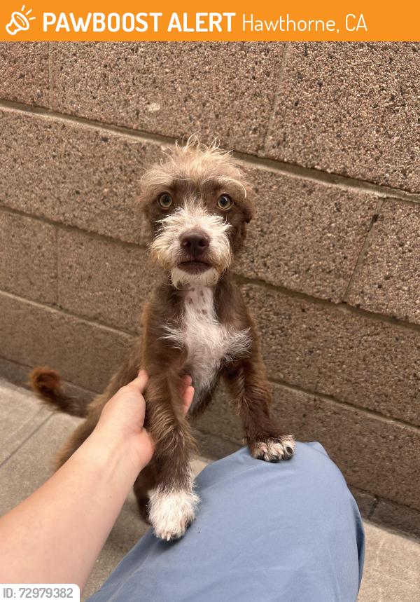 Found/Stray Female Dog last seen On Eucalyptus Ave and 120th st , Hawthorne, CA 90250