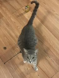 Lost Female Cat last seen hogan dr , Sacramento, CA 95822