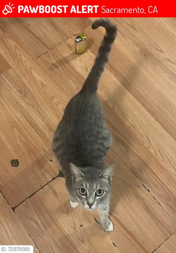 Lost Female Cat last seen hogan dr , Sacramento, CA 95822