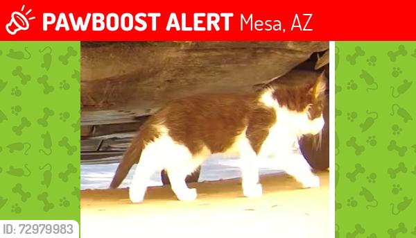Lost Unknown Cat last seen S Mandy Circle, Mesa, AZ 85212