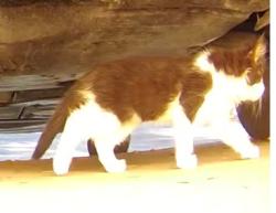 Lost Unknown Cat last seen S Mandy Circle, Mesa, AZ 85212