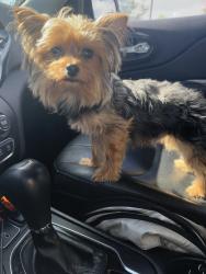 Lost Male Dog last seen Irma dr & E Harrington dr. Near Blue moon vintage & Tuloso midway Primary school, Corpus Christi, TX 78410