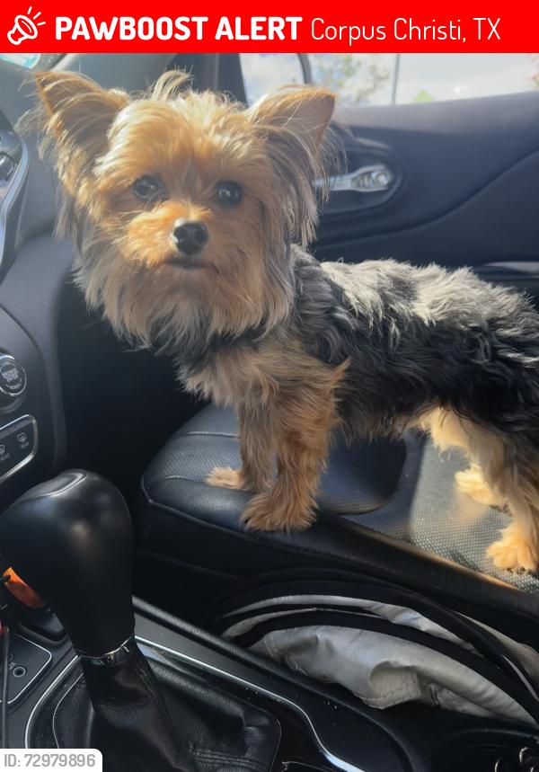 Lost Male Dog last seen Irma dr & E Harrington dr. Near Blue moon vintage & Tuloso midway Primary school, Corpus Christi, TX 78410